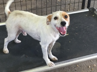 Jack Russell Terrier Dogs for adoption in Del Rio, TX, USA