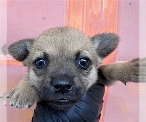 Chihuahua-Unknown Mix Dogs for adoption in San Bernardino, CA, USA