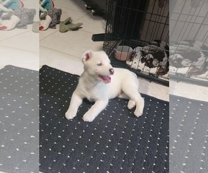 Australian Shepherd-Unknown Mix Dogs for adoption in Royal Palm Beach , FL, USA