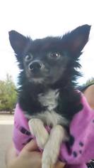 Medium Photo #1 Pomeranian-Unknown Mix Puppy For Sale in Littleton, CO, USA