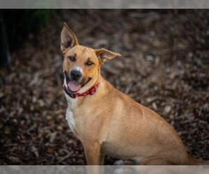 Shepradors Dogs for adoption in Santa Cruz, CA, USA
