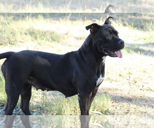 Mutt Dogs for adoption in El Centro, CA, USA