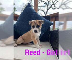 American Staffordshire Terrier-Unknown Mix Dogs for adoption in San Antonio, TX, USA