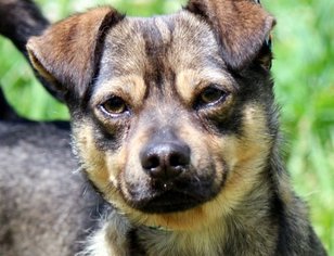 Chug Dogs for adoption in Yardley, PA, USA