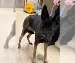 German Shepherd Dog Dogs for adoption in Springfield, MA, USA