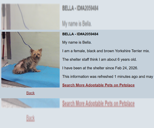 Mutt Dogs for adoption in Spring, TX, USA