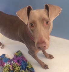 Weimaraner Dogs for adoption in Pampa, TX, USA