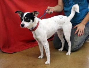 Medium Photo #1 Rat-Cha Puppy For Sale in Arlington, TX, USA