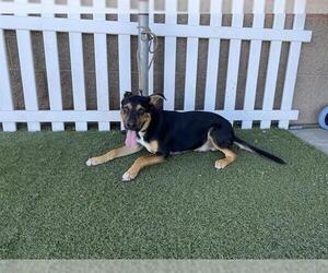 German Shepherd Dog-Unknown Mix Dogs for adoption in Modesto, CA, USA
