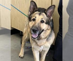 German Shepherd Dog Dogs for adoption in Camarillo, CA, USA
