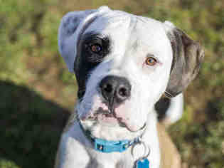 American Bulldog Dogs for adoption in Placerville, CA, USA