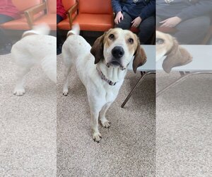Mutt Dogs for adoption in Martinsburg, WV, USA