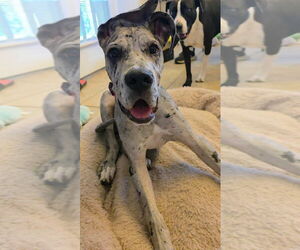 Great Dane Dogs for adoption in Bullard, TX, USA