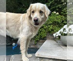 Huskies -Retriever  Mix Dogs for adoption in San Diego, CA, USA