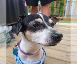 Rat Terrier-Unknown Mix Dogs for adoption in Pawtucket, RI, USA