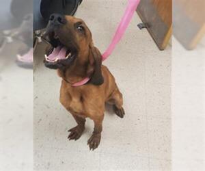 Bloodhound Dogs for adoption in Naples, FL, USA