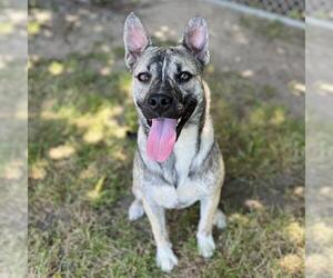 American Pit Bull Terrier-Unknown Mix Dogs for adoption in Modesto, CA, USA