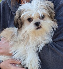 ShihPoo Dogs for adoption in Cumming, GA, USA