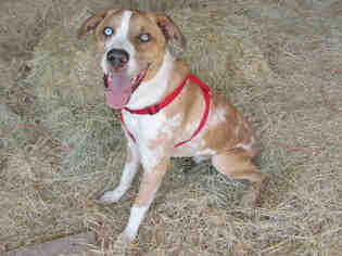Sheprador Dogs for adoption in Oklahoma City, OK, USA