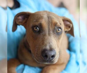 Labrador Retriever-Unknown Mix Dogs for adoption in San Antonio, TX, USA