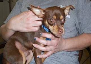 Chihuahua Dogs for adoption in Belleville, MI, USA