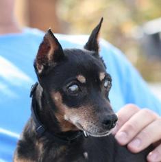 Miniature Pinscher Dogs for adoption in Madera, CA, USA