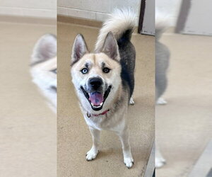 Siberian Husky-Unknown Mix Dogs for adoption in Derwood, MD, USA