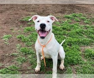 Dogo Argentino Dogs for adoption in Orange, CA, USA