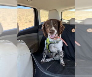 Brittany Dogs for adoption in Curwensville, PA, USA