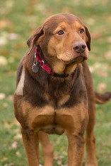 Labrador Retriever Dogs for adoption in Howell, MI, USA