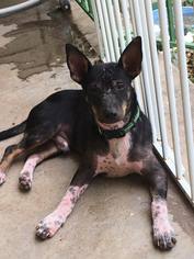 Dorgi Dogs for adoption in Enid, OK, USA