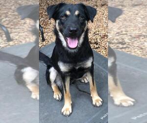 German Shepherd Dog-Unknown Mix Dogs for adoption in north little rock, AR, USA