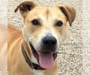 Mutt Dogs for adoption in Jefferson, WI, USA