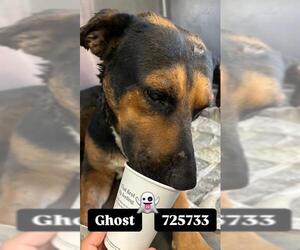 Labrador Retriever Dogs for adoption in San Antonio, TX, USA