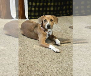 Labrador Retriever-Unknown Mix Dogs for adoption in Plymouth, MN, USA