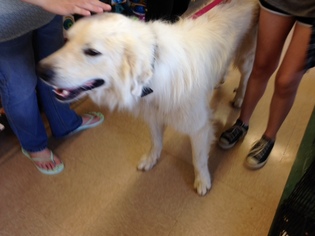 Great Pyrenees Dogs for adoption in Chatham, VA, USA