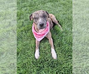 American Pit Bull Terrier-Unknown Mix Dogs for adoption in Bakersfield, CA, USA