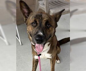 Mutt Dogs for adoption in Salinas, CA, USA