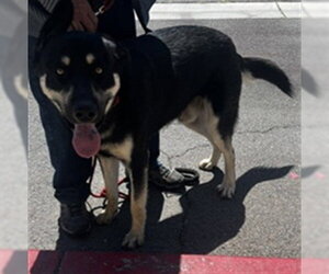 Medium Photo #1 German Shepherd Dog-Unknown Mix Puppy For Sale in Downey, CA, USA