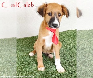 Borador Dogs for adoption in San Diego, CA, USA