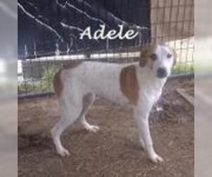 Mutt Dogs for adoption in Mexia, TX, USA