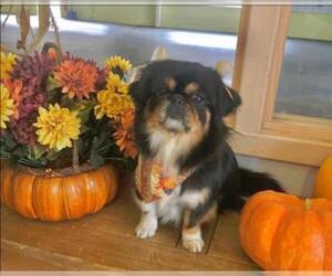 Pekingese Dogs for adoption in Strongsville, OH, USA