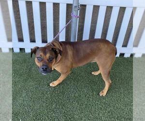 Staffordshire Bull Terrier Dogs for adoption in Modesto, CA, USA