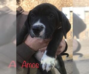 Mastador Dogs for adoption in toms river, NJ, USA