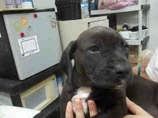 Medium Photo #1 American Bulldog-Labrador Retriever Mix Puppy For Sale in Fort Walton Beach, FL, USA