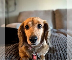 Dachshund Dogs for adoption in Sioux Falls, SD, USA