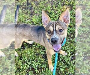 Mutt Dogs for adoption in Sacramento, CA, USA