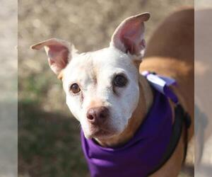 American Staffordshire Terrier-Unknown Mix Dogs for adoption in San Antonio, TX, USA