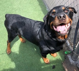 Rottweiler Dogs for adoption in Tempe, AZ, USA