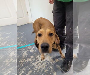 Mutt Dogs for adoption in Linton, IN, USA